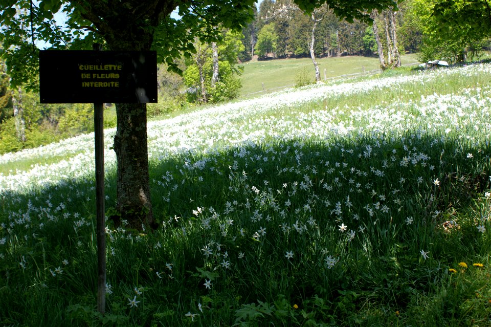 Wiese mit Weißen Narzissen auf Les Pléiades