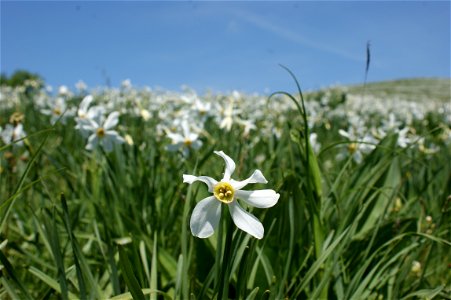 Weiße Narzissen auf Les Pléiades photo