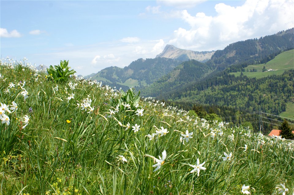 Wiese mit Weißen Narzissen auf Les Pléiades – Dent de Lys (2014 m) im Hintergrund