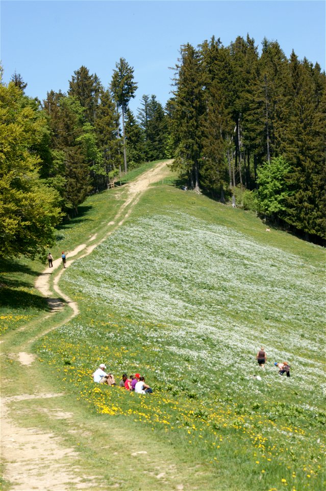 Wiese mit Weißen Narzissen auf Les Pléiades