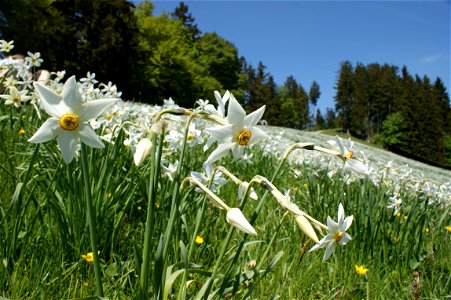 Weiße Narzissen auf Les Pléiades photo