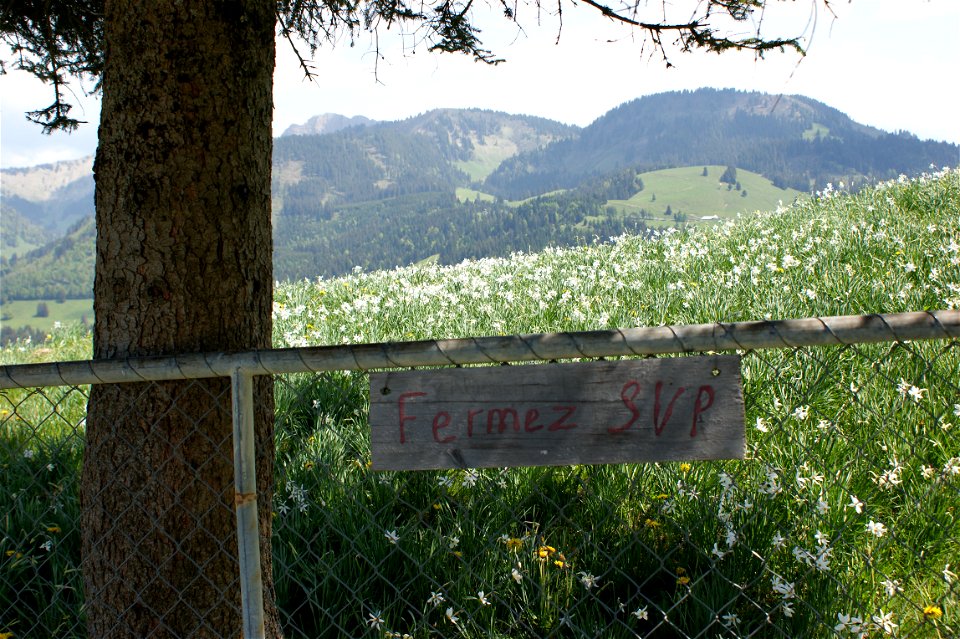 Wiese mit Weißen Narzissen auf Les Pléiades