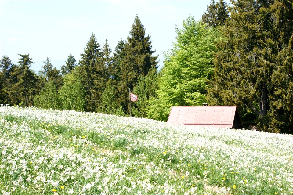 Wiese mit Weißen Narzissen auf Les Pléiades