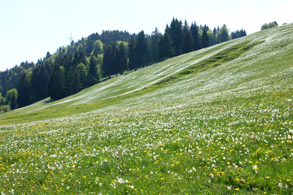 Wiese mit Weißen Narzissen auf Les Pléiades