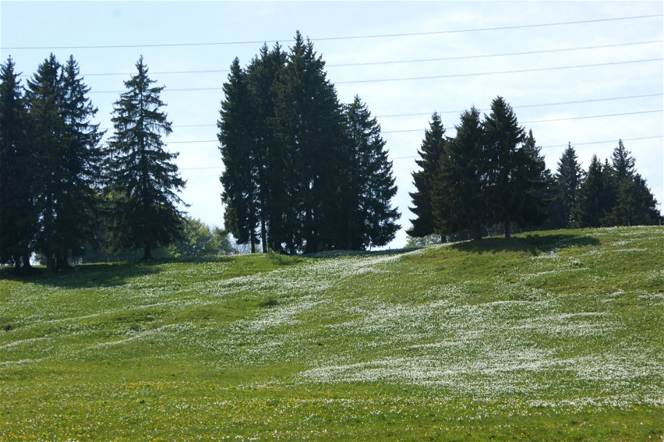 Wiese mit Weißen Narzissen auf Les Pléiades