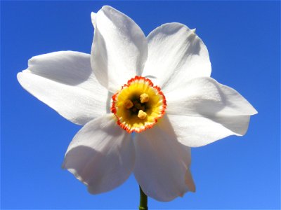 Narcissus photo