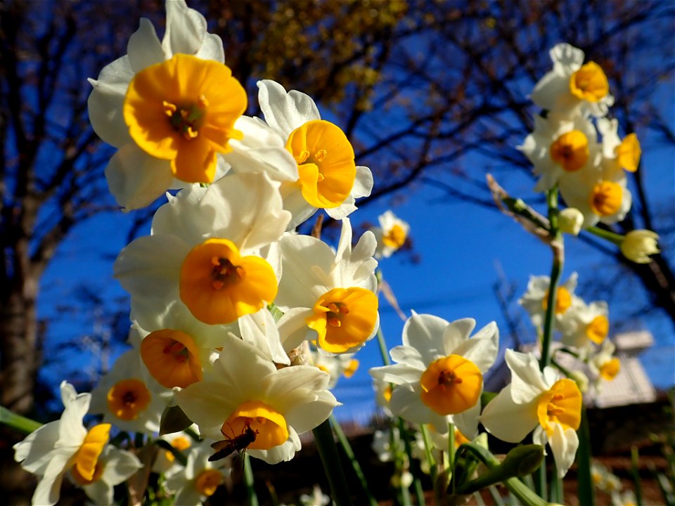 Narcissus on Sagamihara Park