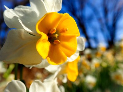 Narcissus on Sagamihara Park photo