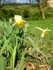 Narcissus poeticus in the garden.