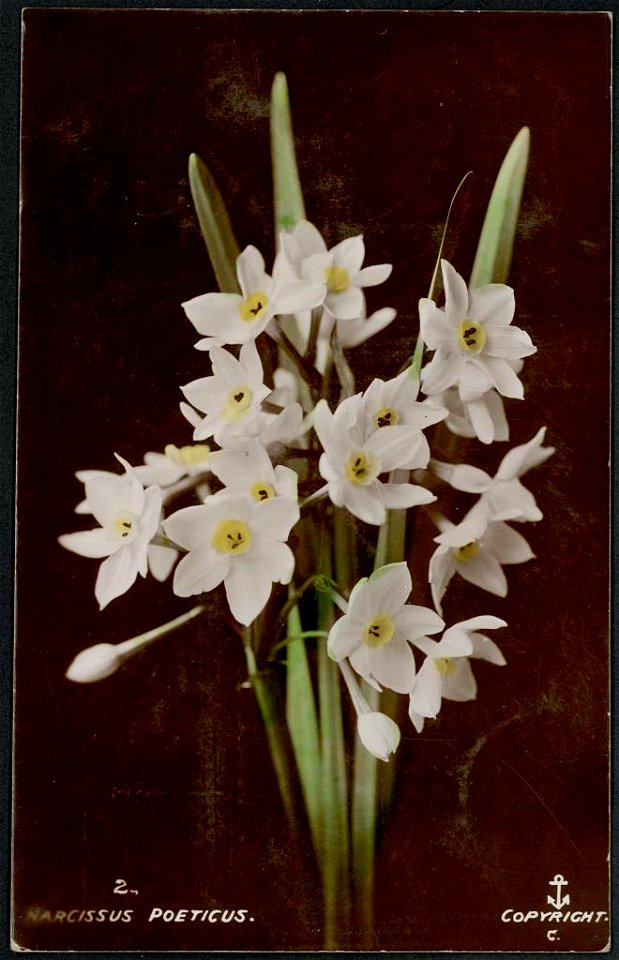 Postcard, photo mechanical print.
Rights Info:  No known restrictions on publication.
Part Of:  Powerhouse Museum Collection
General information about the Powerhouse Museum Collection is available at 