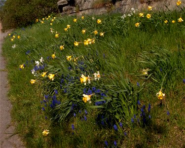 Findern Flower (Narcissus poeticus in Latin), Wild daffodil (Narcissus pseudonarcissus in Latin) and Common grape hyacinth (Muscari botryoides in Latin) in Skansen in Stockholm. Photographed by me in photo