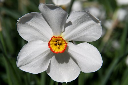 Blüte Narzisse, aufgenommen in der Flora Köln photo