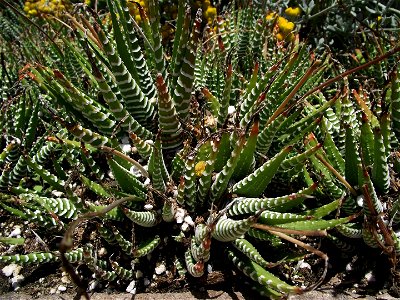 Haworthia attenuata at the San Diego County Fair, California, USA. Identified by exhibitor's sign.