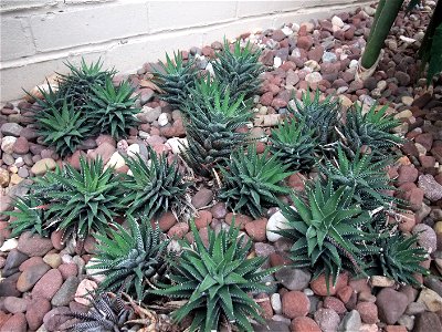 A photograph of a plant labeled as Haworthia attenuata var. clariperla.