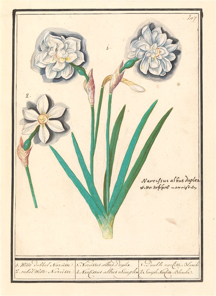 IdentificatieTitel(s): Witte narcis (Narcissus)1. Witte dobbel Narcisse 2. enkel Witte Narcisse / 1. Narcissus albus Duplex. 2. Narsissus alba Simplex. / 1. Double narcisse Blanche 2. Simple Narcisse 