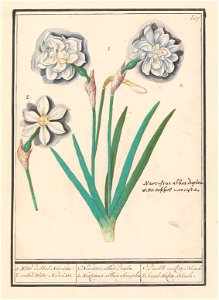 IdentificatieTitel(s): Witte narcis (Narcissus)1. Witte dobbel Narcisse 2. enkel Witte Narcisse / 1. Narcissus albus Duplex. 2. Narsissus alba Simplex. / 1. Double narcisse Blanche 2. Simple Narcisse photo