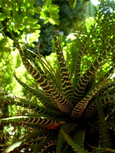 Haworthia attenuata