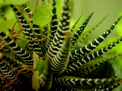 Image title: Spiky little striped cactus - Haworthia attenuata
Image from Public domain images website, http://www.public-domain-image.com/full-image/flora-plants-public-domain-images-pictures/flowers
