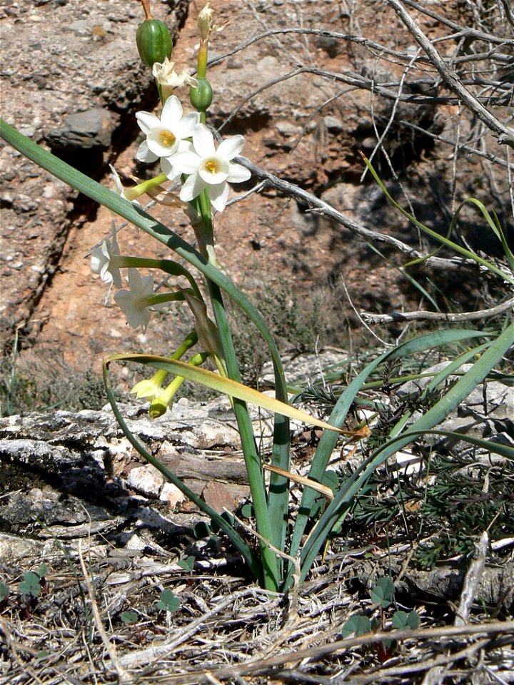 Narcissus dubius  Gouan

Català:  Nadala Menuda
Français :  Narcisse douteux
Source: Own work
Date:04-03-2007
License: PD
Location: Parc Natural de Sant Llorenç del Munt, vessant sud de l