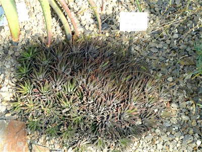 Haworthia attenuata specimen in the Botanischer Garten München-Nymphenburg, Munich, Germany. Mislabeled as Haworthia fasciata.