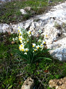 Narcissus tazetta, Plants of Israel