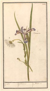 IdentificatieTitel(s): Blauwe lis (Iris sibirica)1. Lis 2 / 1. Chameiris 2. / 1. flambe. iris. 2. (titel op object)Objecttype: tekening Objectnummer: RP-T-BR-2017-1-10-6Omschrijving: Blauw lis, met ee