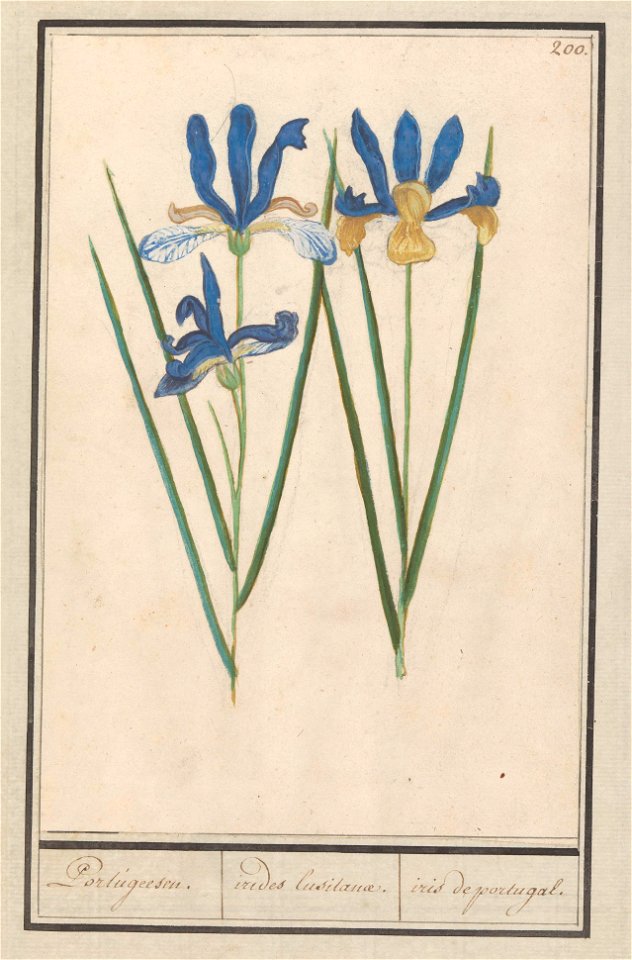 IdentificatieTitel(s): Blauwe lis (Iris sibirica)Portugeesen. / irides lusitanae. / iris portugal. (titel op object)Objecttype: tekening Objectnummer: RP-T-BR-2017-1-10-4Omschrijving: Blauwe lis. Genu