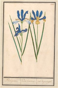 IdentificatieTitel(s): Blauwe lis (Iris sibirica)Portugeesen. / irides lusitanae. / iris portugal. (titel op object)Objecttype: tekening Objectnummer: RP-T-BR-2017-1-10-4Omschrijving: Blauwe lis. Genu