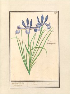 IdentificatieTitel(s): Blauwe lis (Iris sibirica)Welriekende lis. portugesen. / irides. / iris. (titel op object)Objecttype: tekening Objectnummer: RP-T-BR-2017-1-9-101Omschrijving: Blauwe lis. Genumm photo