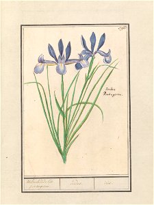 IdentificatieTitel(s): Blauwe lis (Iris sibirica)Welriekende lis. portugesen. / irides. / iris. (titel op object)Objecttype: tekening Objectnummer: RP-T-BR-2017-1-9-101Omschrijving: Blauwe lis. Genumm