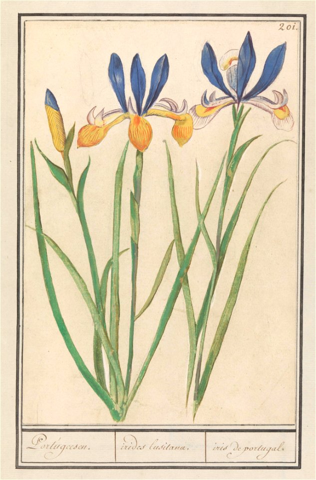 IdentificatieTitel(s): Blauwgele lis (Iris sibirica)Portugeesen. / irides lusitanae. / iris de portugal. (titel op object)Objecttype: tekening Objectnummer: RP-T-BR-2017-1-10-5Omschrijving: Blauwgele 