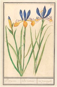 IdentificatieTitel(s): Blauwgele lis (Iris sibirica)Portugeesen. / irides lusitanae. / iris de portugal. (titel op object)Objecttype: tekening Objectnummer: RP-T-BR-2017-1-10-5Omschrijving: Blauwgele 