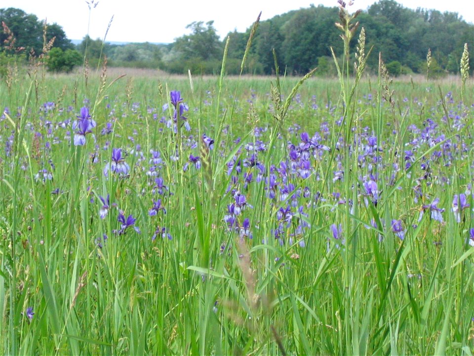 Deutschland - Baden-Württemberg - Bodenseekreis - Eriskirch: Irisblüte im Eriskircher Ried
