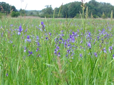 Deutschland - Baden-Württemberg - Bodenseekreis - Eriskirch: Irisblüte im Eriskircher Ried