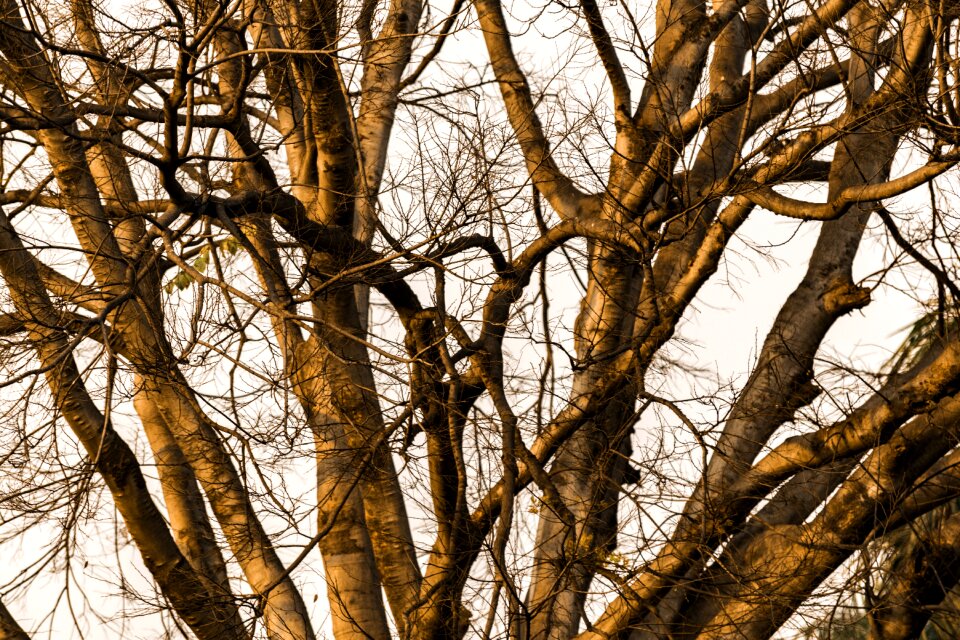 Nature season winter