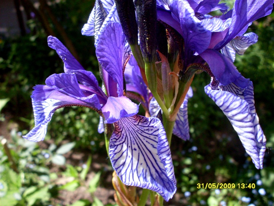 Flowers photo