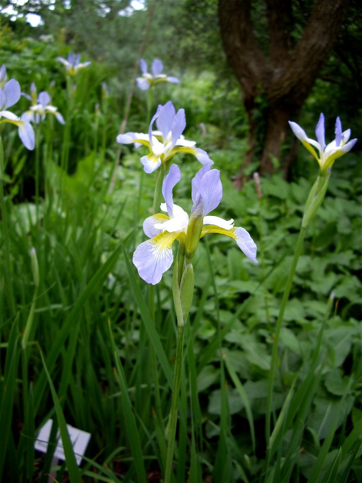 Iris sibirica, "Summer Sky", Germany: Hannover: Schlosspark Herrenhausen, 13 May 2011