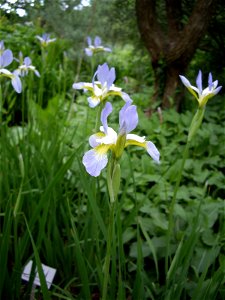 Iris sibirica, "Summer Sky", Germany: Hannover: Schlosspark Herrenhausen, 13 May 2011