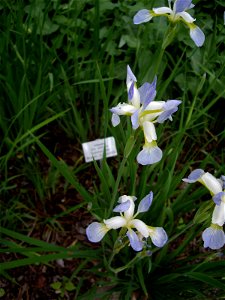 Iris sibirica, "Summer Sky", Germany: Hannover: Schlosspark Herrenhausen, 13 May 2011