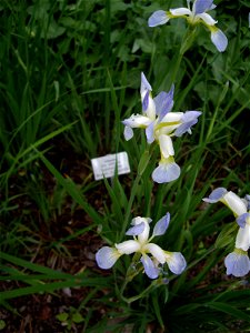 Iris sibirica, "Summer Sky", Germany: Hannover: Schlosspark Herrenhausen, 13 May 2011 photo