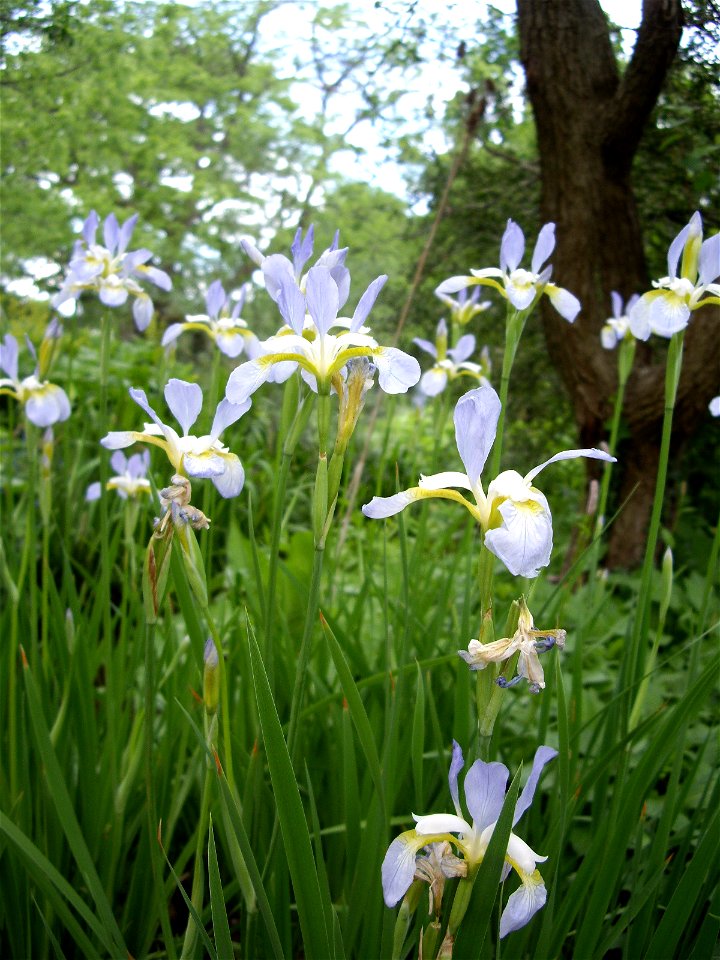 Iris sibirica, "Summer Sky", Germany: Hannover: Schlosspark Herrenhausen, 13 May 2011