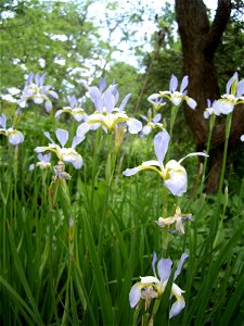 Iris sibirica, "Summer Sky", Germany: Hannover: Schlosspark Herrenhausen, 13 May 2011