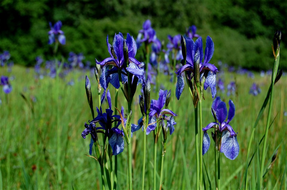 Iris sibirica , Wildbestand im Bockmerholz bei Hannover