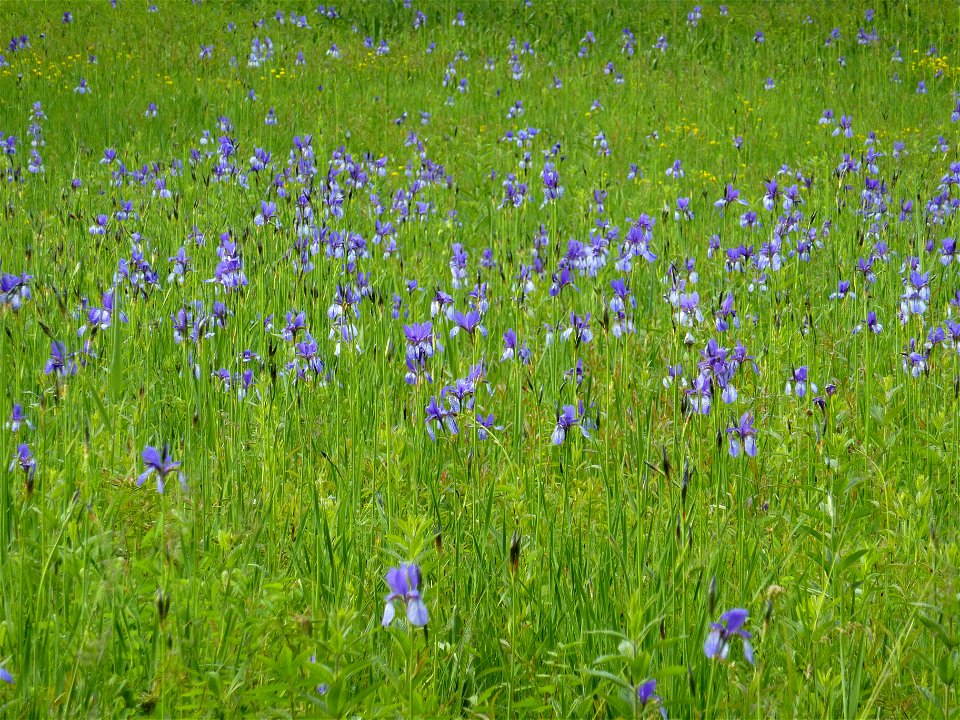 Iriswiese in Langenargen