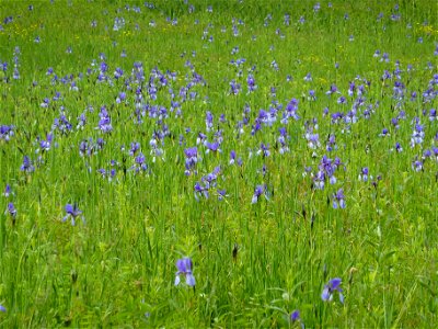 Iriswiese in Langenargen photo