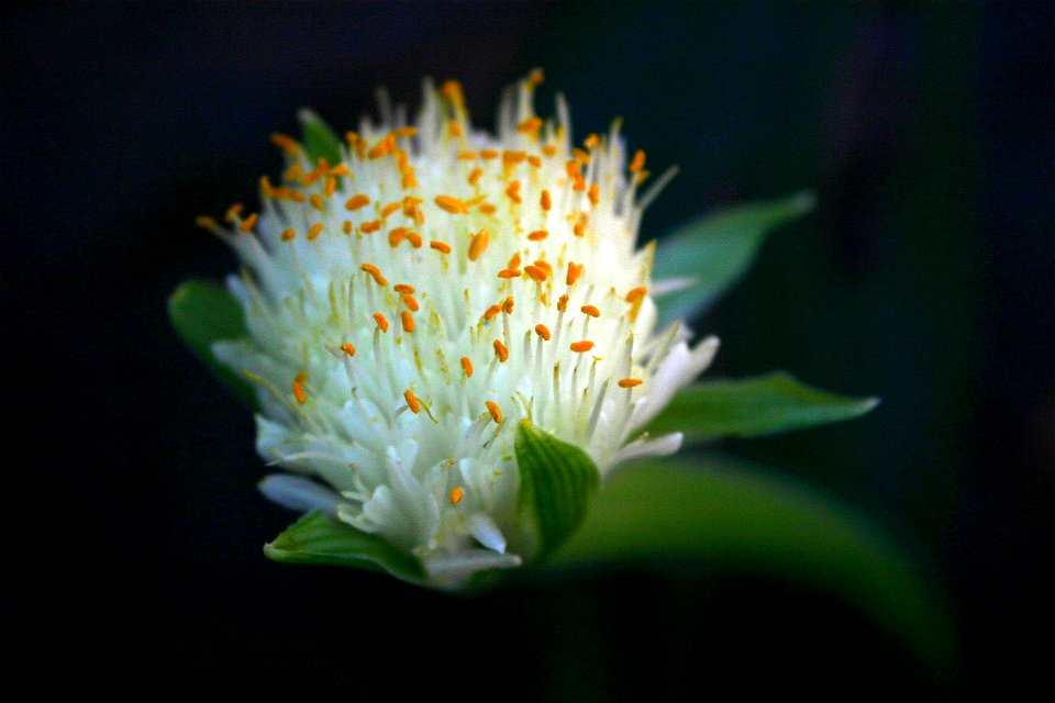 Haemanthus albiflos Jacq. flowerhead