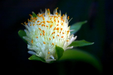 Haemanthus albiflos Jacq. flowerhead photo
