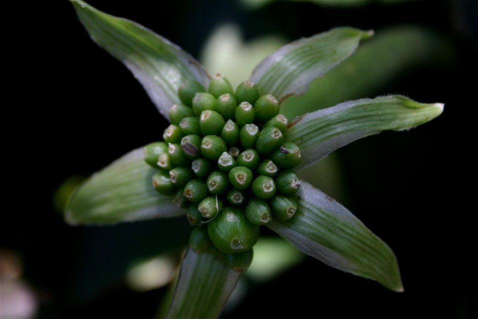 Haemanthus albiflos Jacq. fruits