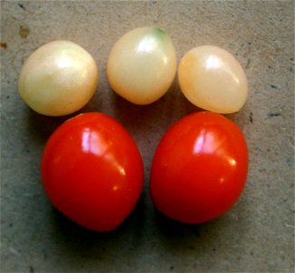 Haemanthus albiflos Jacq. fruits & seeds/reife Früchte mit roter Fruchthülle, darüber vom Fruchtfleisch befreite, fleischige Samen photo