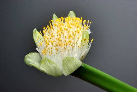 Blossom of Haemanthus albiflos photo